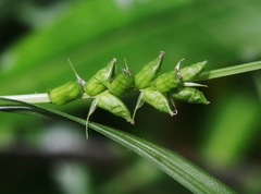 Carex corrugata