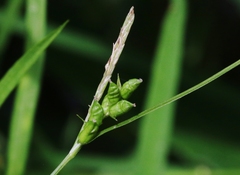 Carex corrugata
