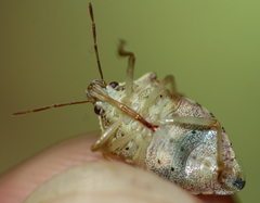 Podisus brevispinus