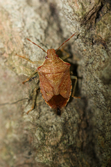 Podisus brevispinus