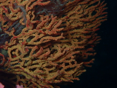 Melithaea zimmeri