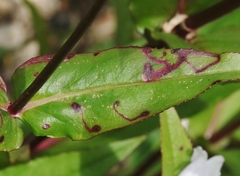 Phytomyza penstemonis
