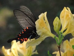 Papilio macilentus