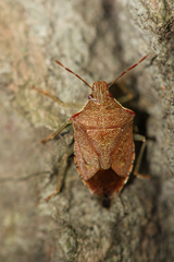 Podisus brevispinus