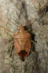 Podisus brevispinus