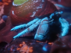 Pagurus granosimanus