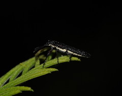 Rhinotia filiformis