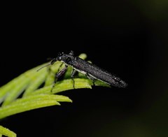 Rhinotia filiformis