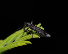 Rhinotia filiformis
