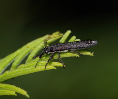 Rhinotia filiformis