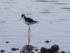 Himantopus mexicanus