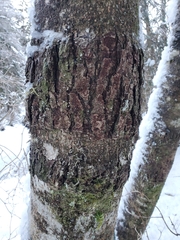 Didymosphaeria oregonensis