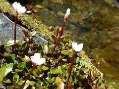 Epilobium macropus
