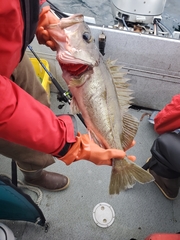 Sebastes brevispinis