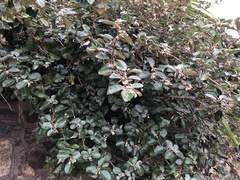 Elaeagnus macrophylla