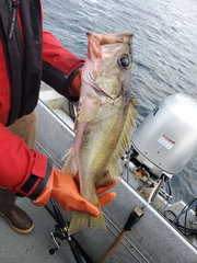 Sebastes brevispinis