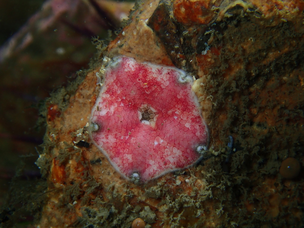Dark-tipped button star
