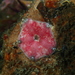 Dark-tipped Button Star - Photo (c) Nick Shaw, some rights reserved (CC BY-NC), uploaded by Nick Shaw