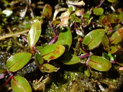 Epilobium macropus