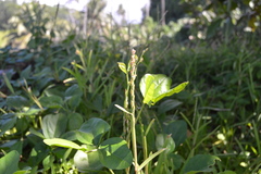 Digitaria stenotaphrodes