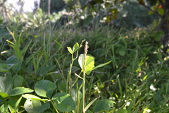 Digitaria stenotaphrodes