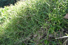 Digitaria stenotaphrodes