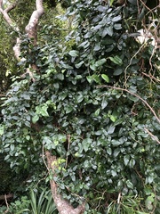 Jasminum sinense