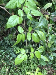Jasminum sinense