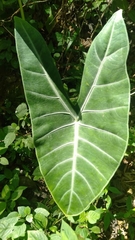 Alocasia longiloba
