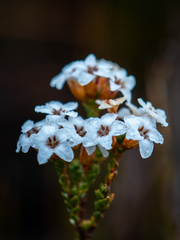 Epacris serpyllifolia
