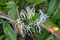 Crinum × amabile