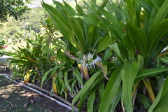 Crinum × amabile