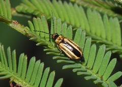 Monolepta subsuturalis