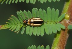 Monolepta subsuturalis
