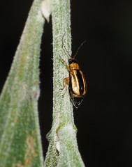 Monolepta subsuturalis