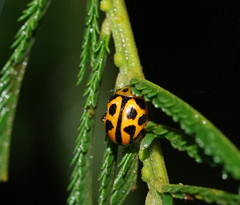 Peltoschema oceanicum