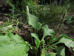 Plantago asiatica