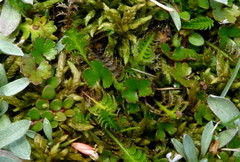 Azorella pallida