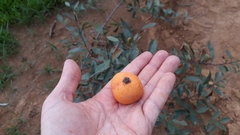 Peritassa campestris