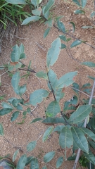 Peritassa campestris