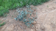 Peritassa campestris