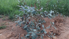 Peritassa campestris