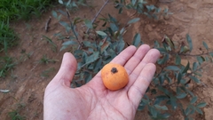 Peritassa campestris