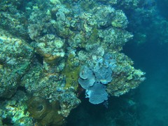 Lendenfeldia chondrodes