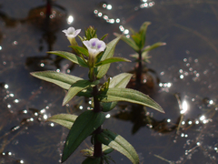 Limnophila indica