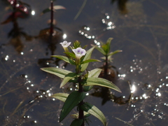 Limnophila indica