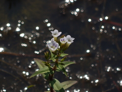 Limnophila indica