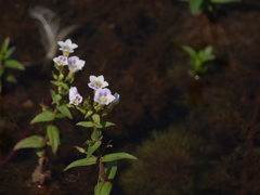 Limnophila indica