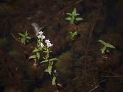Limnophila indica