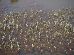 Limnophila indica